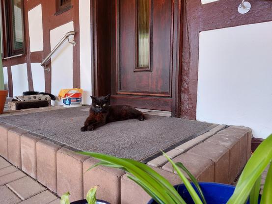 Mausi the cat