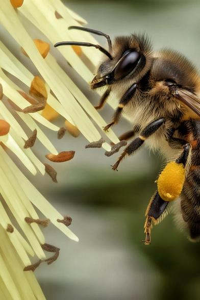 A close-up, highly detailed macro photograph of a honeybee on a pale yellow flower. The bee is facing left, its fuzzy brown and yellow body is in sharp focus, and its large black compound eye is clearly visible. The bee has a large, bright yellow pollen sac on its hind leg. The delicate, thread-like petals of the flower extend vertically down the left side of the frame, with flecks of pollen scattered across them. The background is a soft, out-of-focus green and white blur.