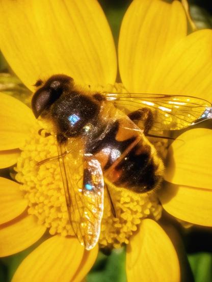 A macro photograph of a furry hoverfly with iridescent blue and white spots on its back and wings. It is seen from above, resting on the bright yellow centre of a daisy-like flower, which has vibrant yellow petals. The hoverfly is positioned slightly to the left, and its body is covered in fine, black hairs, with distinct stripes of brown and black. The background is a soft green and out of focus, drawing all attention to the subject.