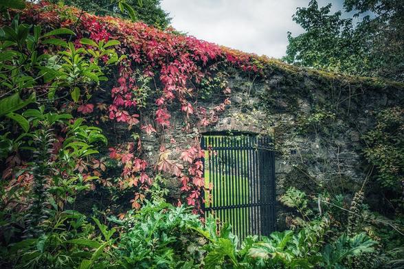 A dark, ornate metal gate is set into a moss-covered stone wall. The wall is covered in lush green and red ivy and other foliage. The ivy at the top of the wall is a vibrant red, while the ivy and other plants below the gate are a dark green. The scene is shot from a low angle, looking up towards a cloudy sky.