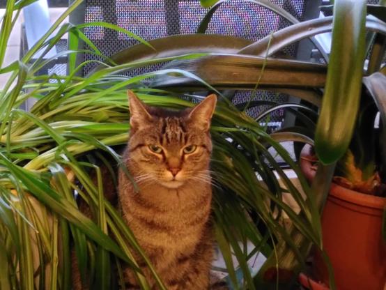 Eine Katze versteckt unter einer Pflanze.