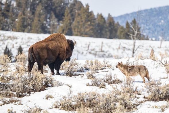 Un lobo gris (Wapiti) y un búfalo (bisonte) en la nieve en el Parque Nacional de Yellowstone. (JOHN MORRISON)