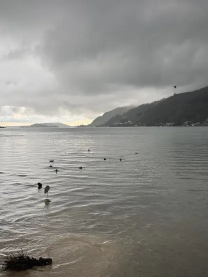 The lake of Biel in the foreground with the Jura mountains on the right. Heavy overcast with foggy clouds in the mountains. In the water a few ducks and a heron.