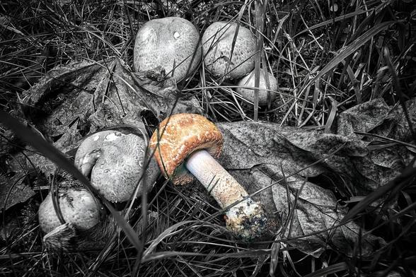 A close-up, high-angle shot of a group of mushrooms on the forest floor. The image is mostly monochrome, with the tall grass, dead leaves, and most of the mushrooms in shades of grey. A single, distinct mushroom in the centre is vibrant with a bright orange cap, a pale, mottled stem, and a small patch of moss and dirt at its base, creating a striking pop of colour amongst the otherwise black-and-white scene.
