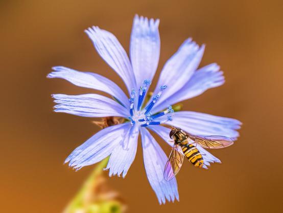 𝗣𝗶𝗰𝘁𝘂𝗿𝗲 𝗗𝗲𝘀𝗰𝗿𝗶𝗽𝘁𝗶𝗼𝗻 (𝗘𝗻𝗴): A top-down image of a blue wildflower, specifically chicory, on one of whose petals rests a hoverfly.

𝗗𝗲𝘀𝗰𝗿𝗶𝗽𝗰𝗶𝗼́𝗻 (𝗘𝘀𝗽): Imagen desde arriba de una flor silvestre de color azul, en concreto de achicoria en uno de cuyos pétalos descansa una mosca cernidora.