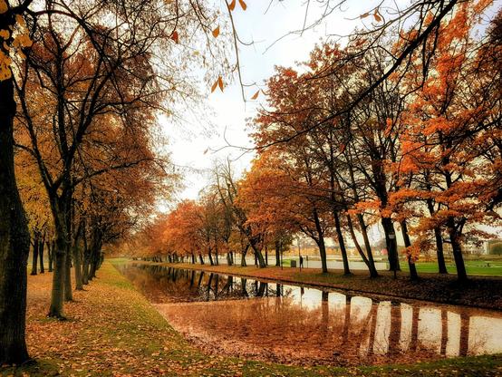 A row of trees with vibrant orange and red leaves lines a calm canal, their reflections visible in the water. The ground is covered in a carpet of fallen leaves, and a faint autumnal haze hangs in the air under a bright sky. The trees are bare on the left and full of colour on the right, suggesting the transition of the season.