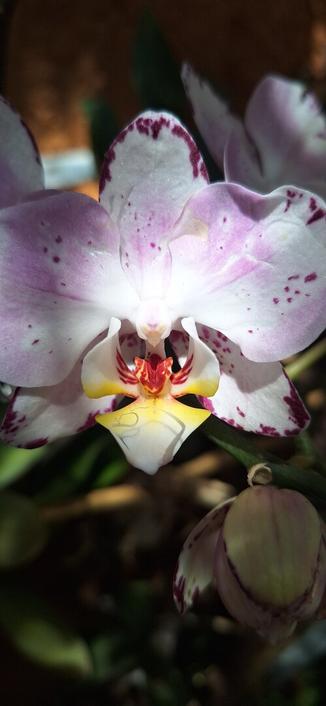 A foto apresenta uma orquídea em plena floração, com pétalas brancas com manchas roxas e bordas vermelhas. O centro da flor é composto por estruturas delicadas, incluindo uma labiéa amarela e um labirinto de cores que inclui tons de vermelho e amarelo. As pétalas são amplas e suaves, com um padrão de manchas que adiciona um toque de elegância. O fundo é desfocado, com tons de terra e folhas verdes, sugerindo um ambiente natural, possivelmente um jardim. A foto foi tirada entre sombras, provavelmente geradas pela vegetação ao redor.