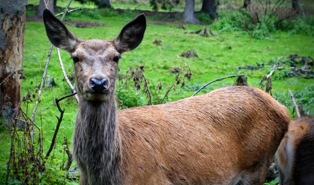 Eine Hirschkuh schaut aufmerksam mit gespitzten Ohren in Richtung der Kamera.