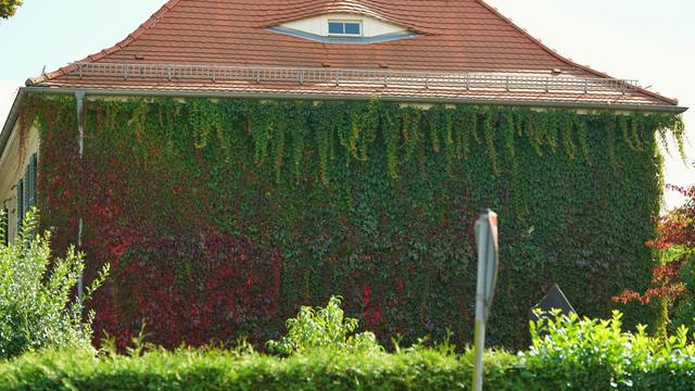Haus an der hepkestraße, Seite vollständig zugerankt, untere/linke Ecke rot, Rest noch grün