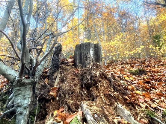 Ein erhöhter Baumstumpf steht am Rand eines Weges, seine unteren Wurzeln sind unter Herbstlaub sichtbar. Daneben erhebt sich ein knorriger Baumstamm mit verdrehten Ästen. Im Hintergrund ein lichter Herbstwald in Gelb- und Hellorangetönen unter einem blassblauen Himmel.