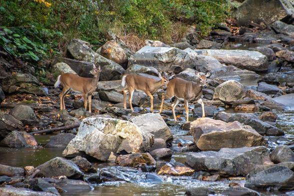 On a very rocky stream, three deer (two smaller than the one) carefully navigating the rocks as they make their way across