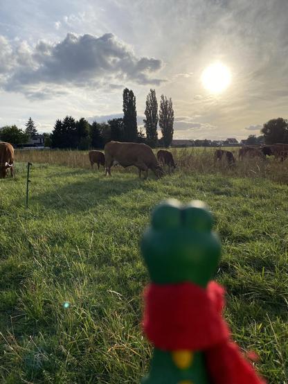 Kleiner dino schaut auf kühe