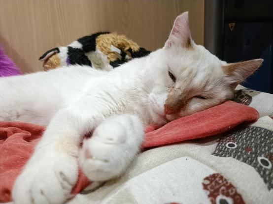 El gatito Ulises (siamés redpoint de 3 añitos) se queda dormido en su camita con un vídeo de un señor reparando un coche de fondo.