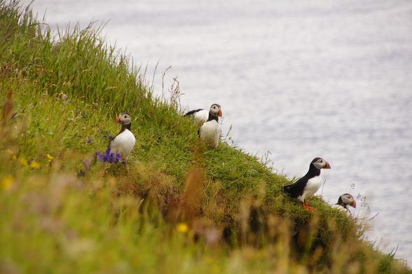Four puffins are perched on a grassy cliff overlooking a body of water. The puffins are mostly white with black markings on their heads and backs. Purple wildflowers are visible near the base of the cliff. The water in the background is a light grey-white.