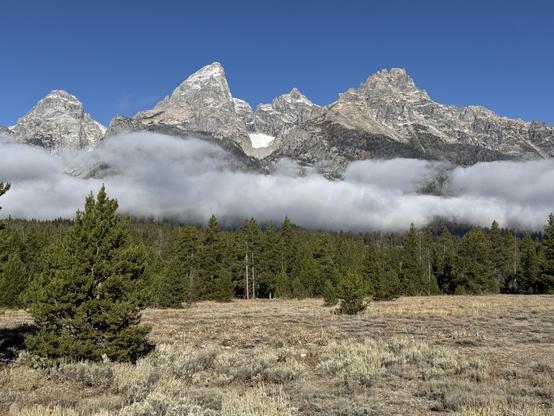 The Grand Teton mountains behind trees and a grassy field, with clouds hanging low over the forest under a clear blue sky.