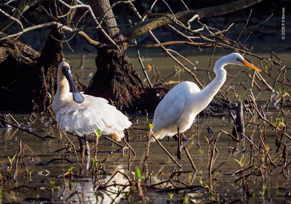 A Royal spoonbill (Platalea regia) and Eastern great egret (Ardea alba modesta, a taxonomic war in progress) standing side-by-side in shallow lagoon waters. Both birds are side-lit by early-morning light.