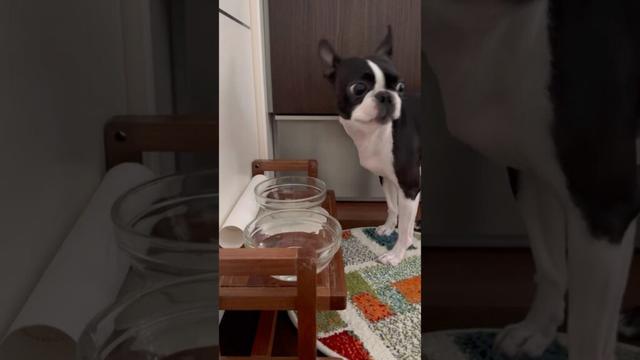 おはよう！メルの朝ごはん #ボストンテリア #ボステリ #bostonterrier