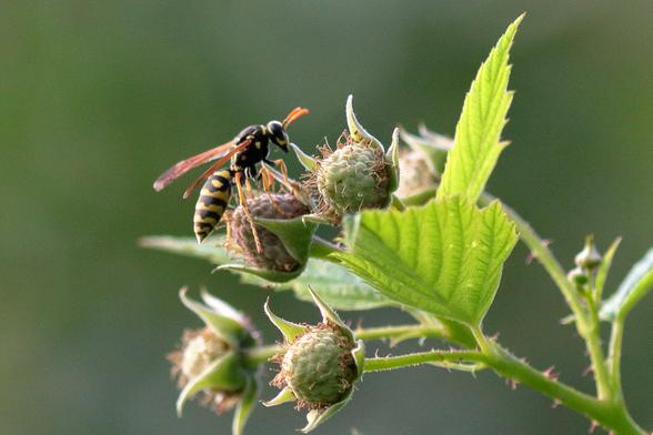 Poliste Européen 
Polistes dominula