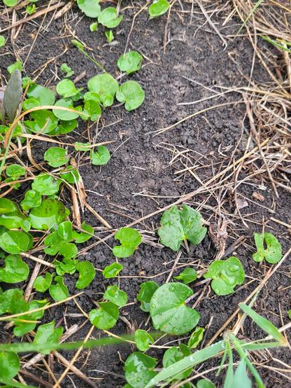 A spreading groundcover plant with round/heart-shaped leaves on bare, dark soil