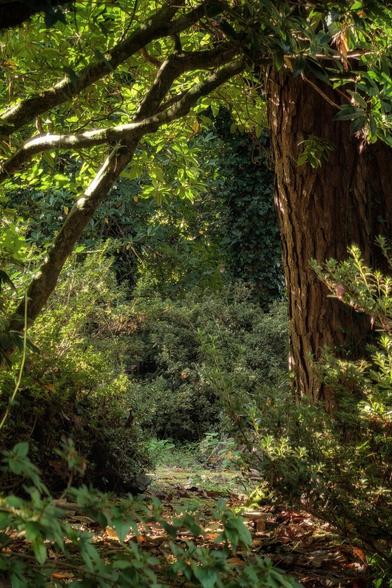 A vertical, eye-level shot of a sun-drenched forest path. A large tree trunk stands on the right, its textured bark visible. The path itself is covered in fallen leaves and leads into a dense, green undergrowth. Sunlight filters through the canopy, creating a dappled effect on the leaves and ground, highlighting the lush foliage. The overall mood is peaceful and serene.