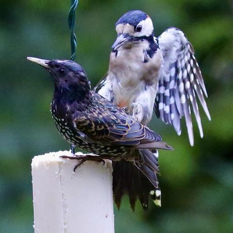 Photo of a Woodpecker and a Starling having a disagreement regarding food