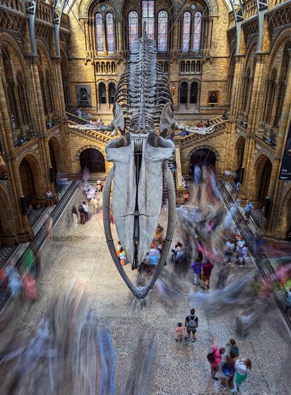 A long-exposure photograph of the iconic blue whale skeleton exhibit suspended from the ceiling in the grand Hintze Hall of the Natural History Museum, London. The image captures the bustling activity of visitors below, whose movements create dynamic, blurred trails as they walk around the exhibit. The hall’s ornate, cathedral-like architecture, featuring high arched windows and intricate stonework, provides a dramatic backdrop. The whale’s massive skeleton dominates the centre of the hall, drawing attention to its impressive scale and the museum’s historic atmosphere.