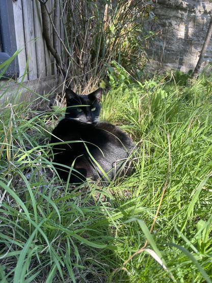 A black and white cat curled up in the grass enjoying the sun