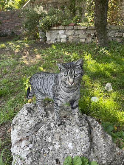 A tabby cat on a strangely tabby coloured rock, grass and garden behind