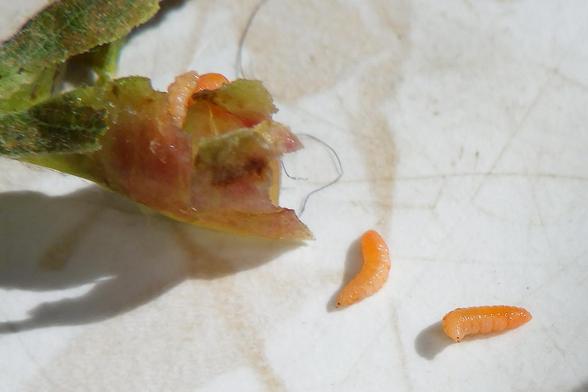 And with the red gall cut open, several little caterpillar-like larvae crawled out. They are  bright orange, with one rounded end, the other end coming to a point with a black dot on it. There are two larvae still on the ruptured gall, two in front on the countertop. Subfamily Cecidomyiidae, they say on BugGuide.