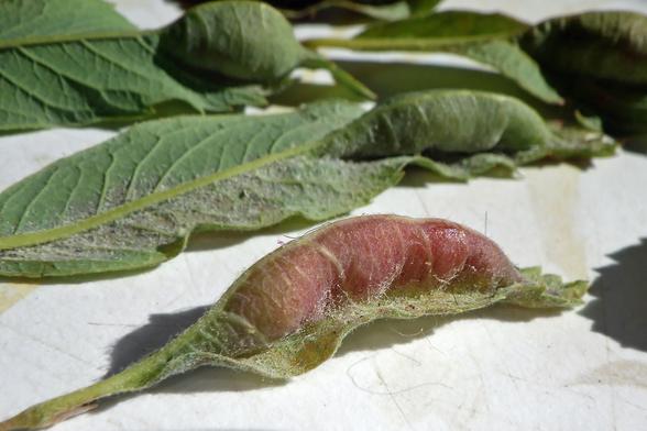 4 midge galls on the underside of leaves,  built under the central vein. Long, fat, sausage-like packages, the ones in back green, the one in front a bluish red. On a white countertop.