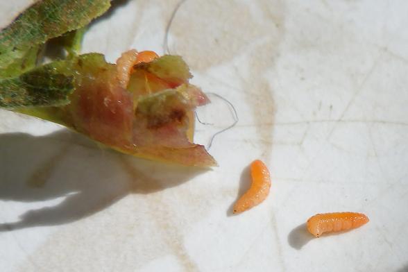 And with the red gall cut open, several little caterpillar-like larvae crawled out. They are  bright orange, with one rounded end, the other end coming to a point with a black dot on it. There are two larvae still on the ruptured gall, two in front on the countertop. Subfamily Cecidomyiidae, they say on BugGuide.