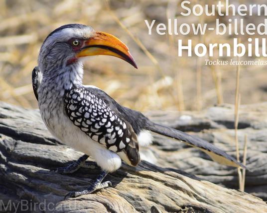 🌍 Southern Yellow-billed Hornbill (Tockus leucomelas) 

The Southern Yellow-billed Hornbill is a medium-sized bird with a long, curved yellow bill. Its plumage is pied, with a white belly, grey neck, and black wings with white spots. Found in the savannas and woodlands of southern Africa, it is a common and widespread resident. They are typically monogamous and sedentary. They forage on the ground for insects and small animals. One subspecies is recognised. 2.5 Flash (Edited) 

Conservation status: Least Concern (IUCN 3.1)

Fun fact: The female Southern Yellow-billed Hornbill seals herself into a tree cavity to nest, relying on the male to feed her and the chicks.

📷: Photo by Mama_Africa via Pixabay 
https://pixabay.com/photos/yellow-hornbill-nature-bird-africa-2949787/

ADSQ