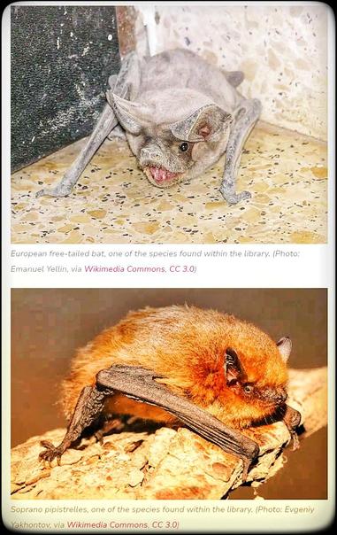 Via mymodernmet.com
Two pictures of bats. The first has the following description:

European free-tailed bat, one of the species found within the library. (Photo: Emanuel Yellin, via Wikimedia Commons, CC 3.0)

The second picture:

Soprano Pipistrelles, one of the species found within the library. (Photo: Evgeniy Yakhontov, via Wikimedia Commons, CC 3.0)