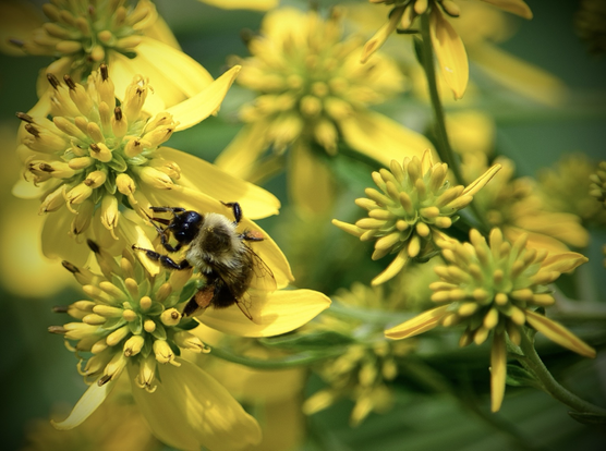 A bumblebee (fuzzy black and pale yellow bee with translucent wings edged in black like a stained glass window) gathers pollen from a cluster of Wingstem, aka Yellow Ironwood, a daisy-like flower made up of 3-10 yellow petals that reflex backward and a pincushion-like greenish-yellow center.