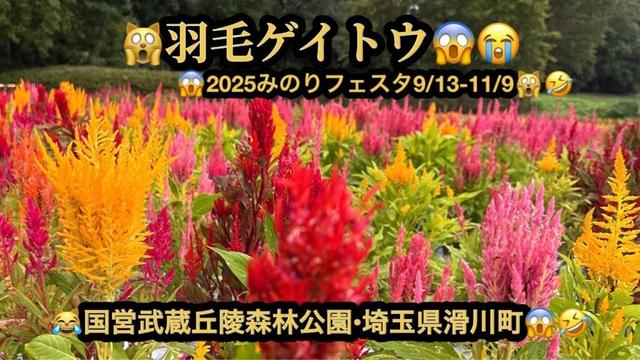 【プレミア】【4k】🙀羽毛ゲイトウ・みのりフェスタ2025(9/13-11/9)😱埼玉県滑川町(26m29s)🤣#ヒーリング#Healing #piano #riokazumi #日めくりピアノ語り