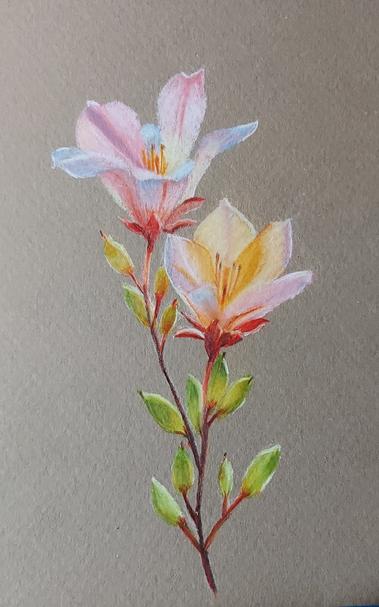 Buntstiftzeichnung einer pinken Blume mit zwei Blüten.