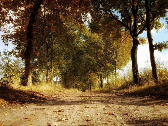 A low-angle shot of a dirt path, lined on both sides by tall trees with leaves in various shades of green, yellow, and orange. Sunlight filters through the canopy, creating a golden glow on the path, which is scattered with fallen leaves.