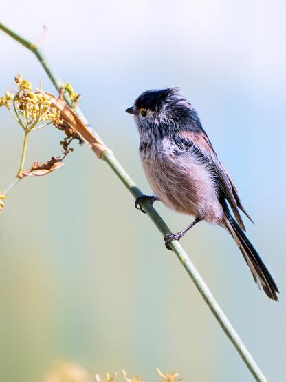 𝗣𝗶𝗰𝘁𝘂𝗿𝗲 𝗗𝗲𝘀𝗰𝗿𝗶𝗽𝘁𝗶𝗼𝗻 (𝗘𝗻𝗴): A fluffy Long Tailed Tit perched on the sloping stem of an umbellifer, interestedly observing a mature inflorescence, considering eating its seeds.

𝗗𝗲𝘀𝗰𝗿𝗶𝗽𝗰𝗶𝗼́𝗻 (𝗘𝘀𝗽): Un esponjoso Mito Común posado en el tallo inclinado de una umbelífera observa interesado una inflorescencia madura valorando comer sus semillas.