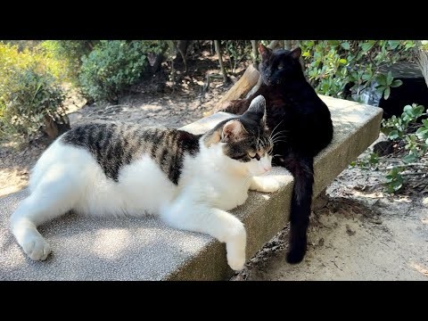 デカい黒猫どんちゃんがこっちに来いと視線を向けて呼んでいる