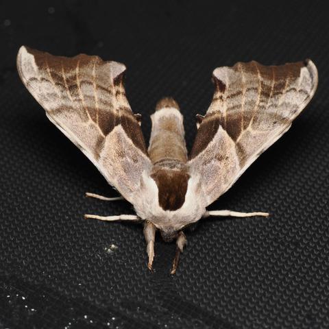 A close-up photo of a large sphinx moth on textured black plastic. The moth is facing down, creating a V shape. It is mostly pale brown along its front and the front fringes of its wings, with shaded, veiny patterns of darker browns further back on its wings and body.