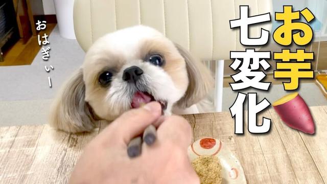 【シーズー】お芋、七変化！？食いしん坊のお芋っ子シーズーが可愛い www（本日のオトンクッキングは、お家でお店の味！すだちうどん編）【406】