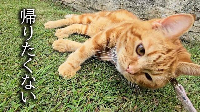 お散歩から帰りたくない子猫...