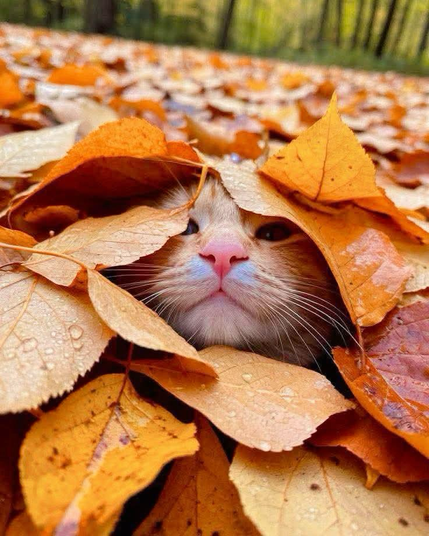 A photo at ground level looking back over a dense layer of fall leaves so trees in the far back,  in foreground the nose, whiskers and eyes of an orange cat peeking out from under the leaves.