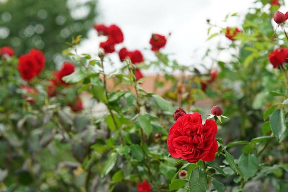 Mehr rote Rosen und Bokeh