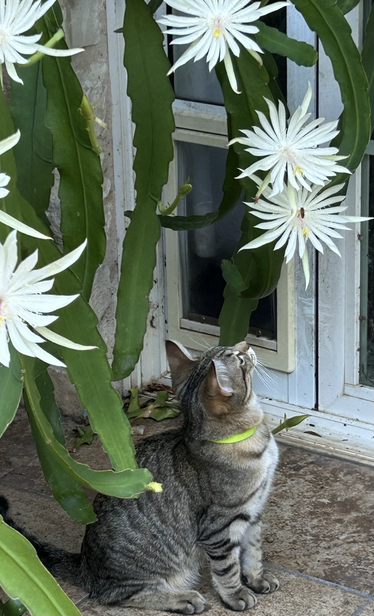 Seven month of tabby short haired kitten looking up at a Dutchman’s pipe bloom with a bee in the middle. Another blood, to the left.  The blooms are white and large with saber shaped petals.  Ripley and the bee.