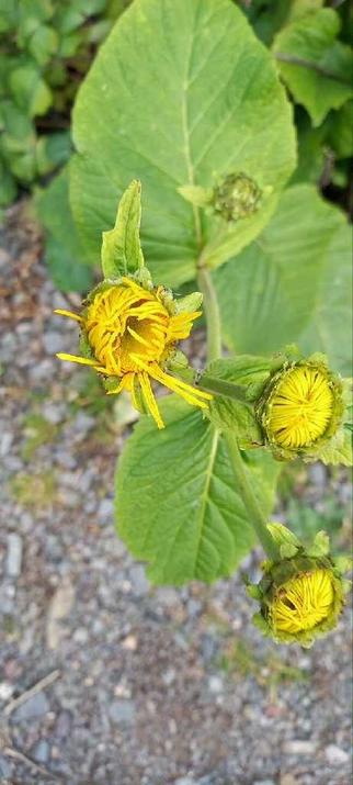 Pflanze mit noch so gut wie geschlossenen gelben Blüten am Wegesrand.