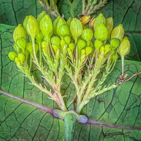 Dendrophyllanthus veilloni pour la première fois en photos., pas revue depuis 1978 (47 ans !) - prise pour la première fois en photo. Cette inflorescence remarquable n'est pas typique du genre cc by nc Nicolas Rinck
