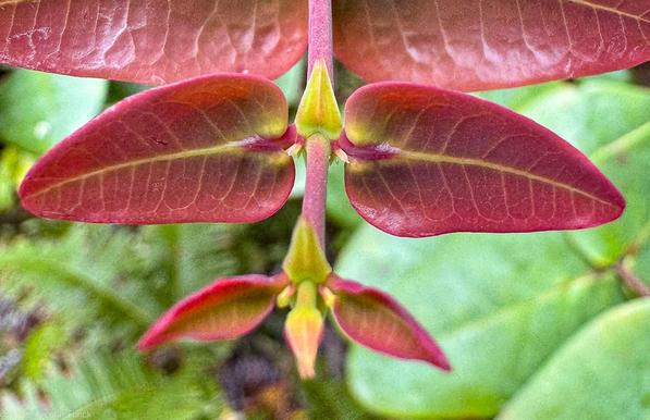 De jeunes feuilles aux couleurs vives