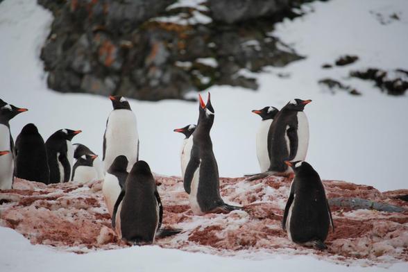 Pingüinos, en una imagen de archivo. (Getty Images/500px)
