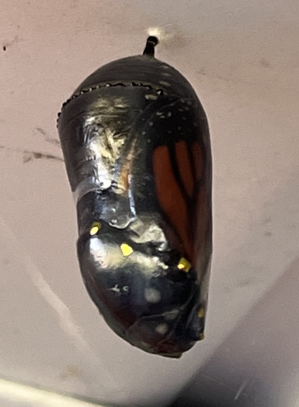 Monarch chrysalis